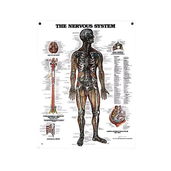 Nervous System Anatomical Chart