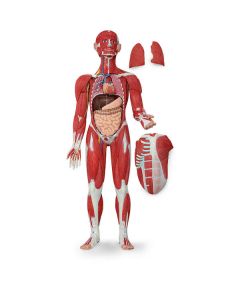 Muscular & Organ Figure (30-Part)