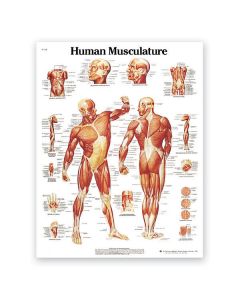 Classic Laminated 3B Scientific® Anatomical Chart for Human Musculature