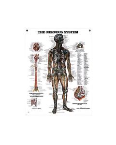 Peter Bachin Anatomical Chart Series - Nervous System